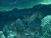 curacao-dive-086