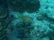 curacao-dive-087