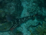 curacao-dive-088