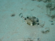 curacao-dive-090