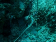 curacao-dive-091