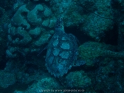 curacao-dive-092