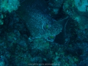curacao-dive-093
