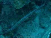 curacao-dive-094