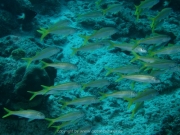 curacao-dive-095