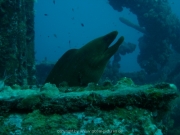 curacao-dive-103