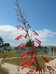 cuba-007