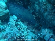 deep-south-039