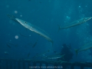 deep-south-160