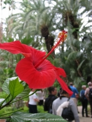 alicante-32