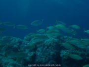 ibiza-28