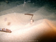 ibiza-68