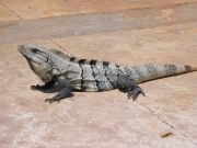 mexico-090