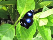 bali-031