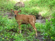 bali-075