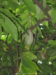 bali-106