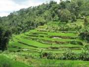 bali-131