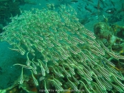 bali-dive-017