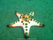 bali-dive-018