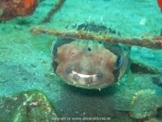 bali-dive-032