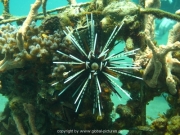bali-dive-034