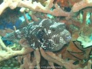 bali-dive-035