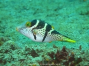 bali-dive-038