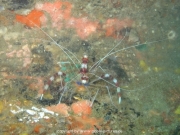 bali-dive-039