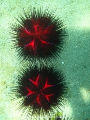 bali-dive-041
