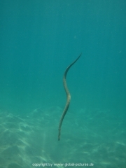 bali-dive-044