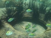 bali-dive-045