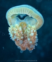 bali-dive-054