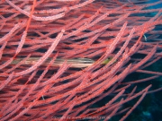bali-dive-055