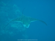 bali-dive-057
