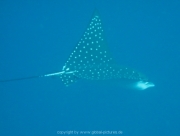 bali-dive-059