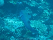 bali-dive-061