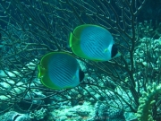 bali-dive-064