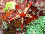 bali-dive-065
