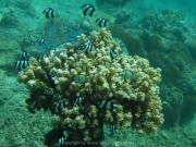 bali-dive-075