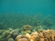 bali-dive-082