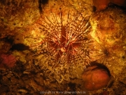 bali-dive-086
