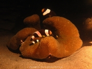 bali-dive-090