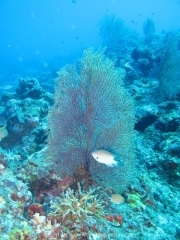 bali-dive-093