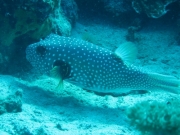bali-dive-094