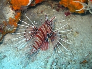 bali-dive-097