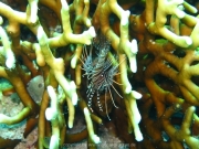 bali-dive-100