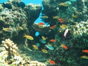 bali-dive-103