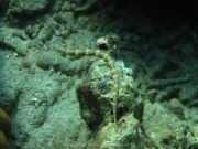 bali-dive-109