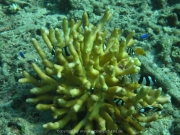 bali-dive-110