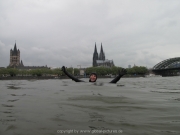 rheinschwimmen-61